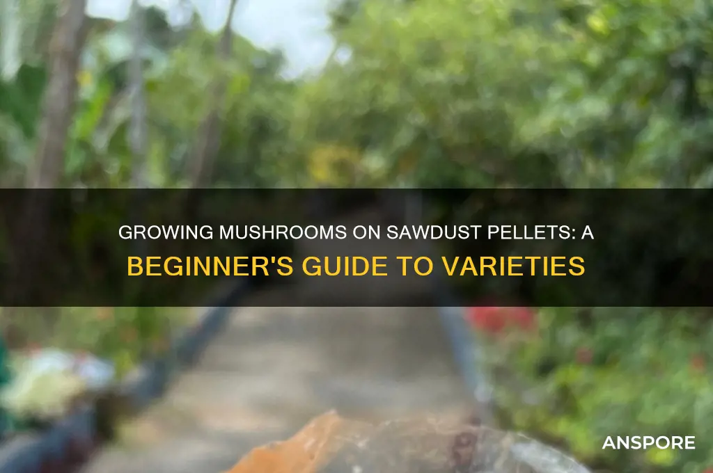 what mushrooms can you grow on sawdust pellets