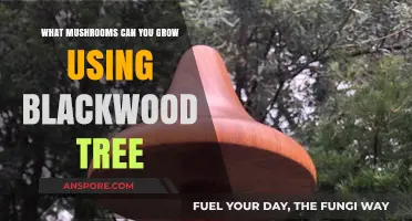 Growing Gourmet Mushrooms on Blackwood Trees: A Complete Guide