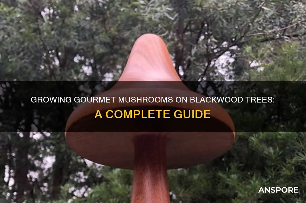 what mushrooms can you grow using blackwood tree