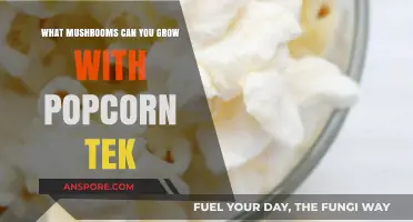 Popcorn Tek Mushroom Growing: Varieties to Cultivate at Home