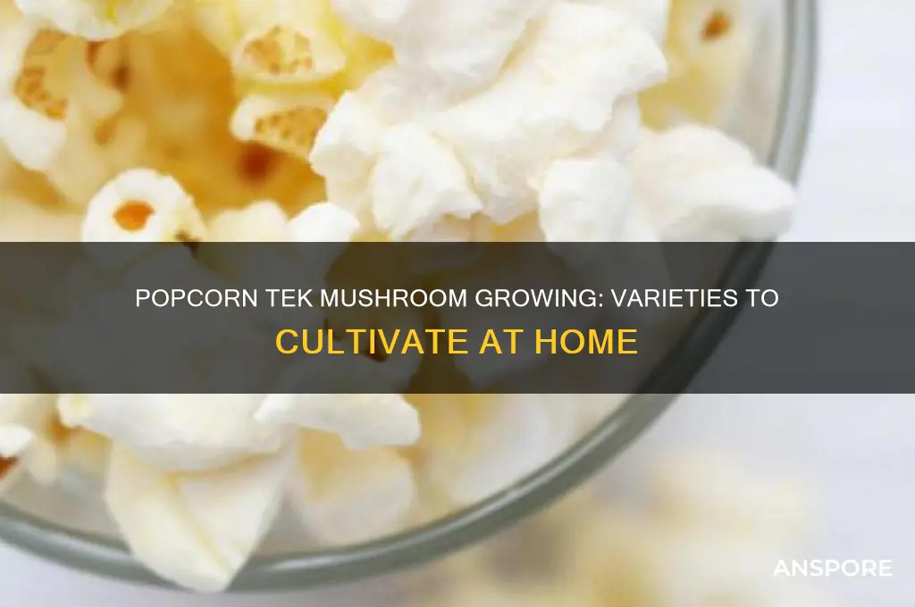 what mushrooms can you grow with popcorn tek