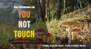 Avoid These Toxic Mushrooms: A Guide to Unsafe Fungi