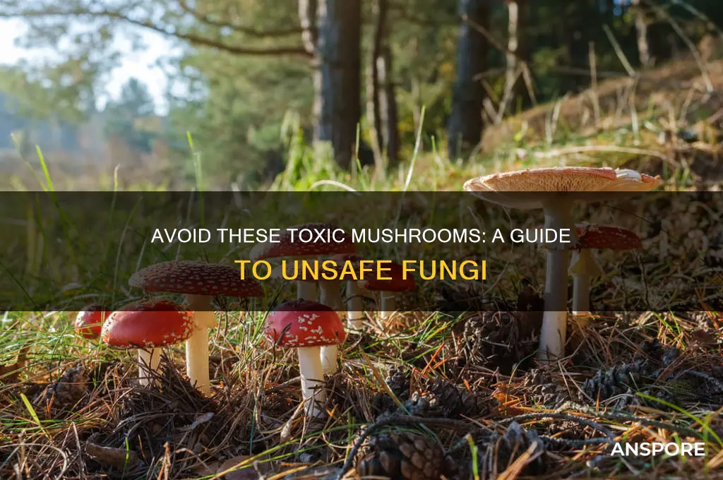 what mushrooms can you not touch