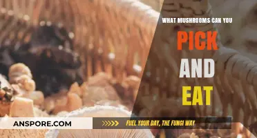 Foraging Safely: Edible Mushrooms to Pick and Enjoy in the Wild