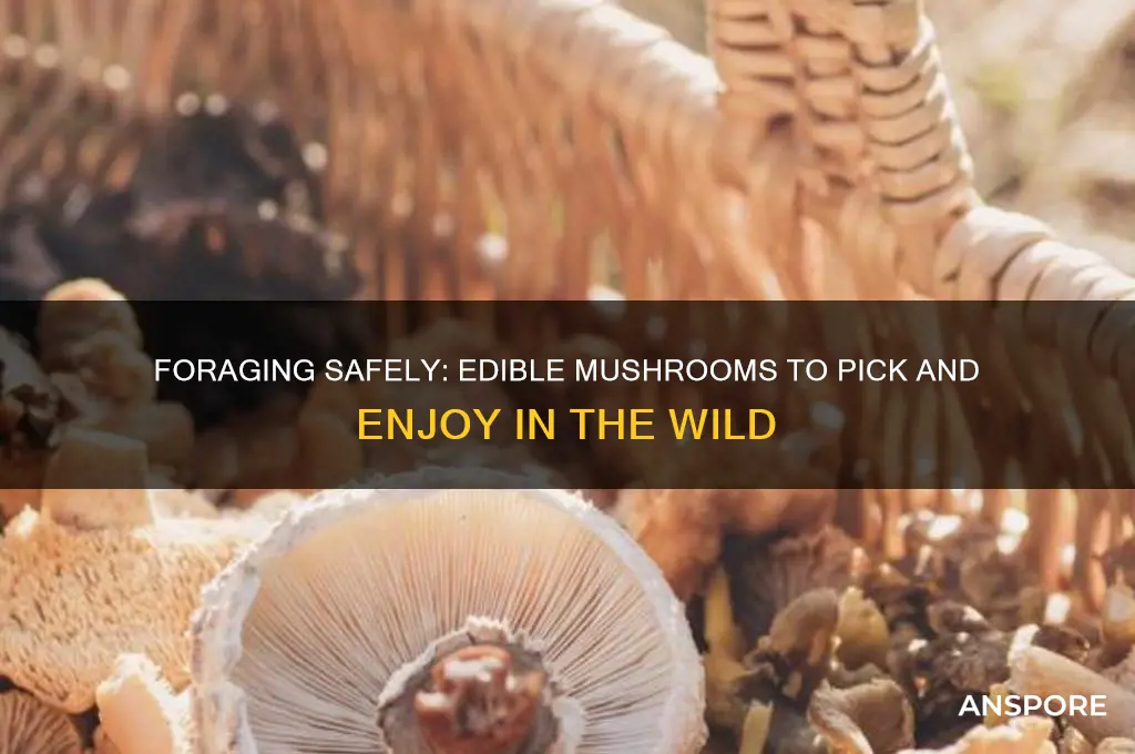 what mushrooms can you pick and eat