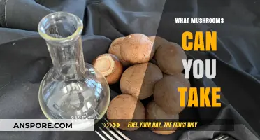 Exploring Edible Mushrooms: Safe Varieties to Consume and Enjoy