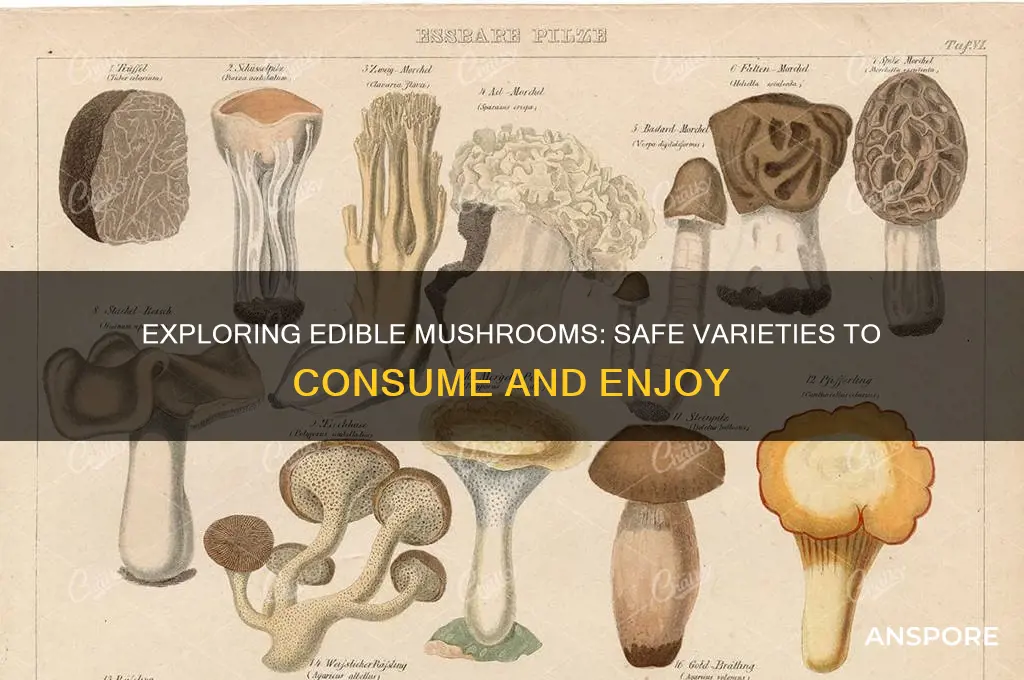 what mushrooms can you take