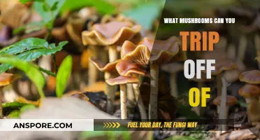 Exploring Psychedelic Mushrooms: Which Varieties Induce Hallucinogenic Experiences?