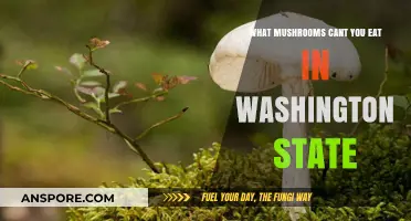 Toxic Mushrooms in Washington: Species to Avoid Foraging and Eating