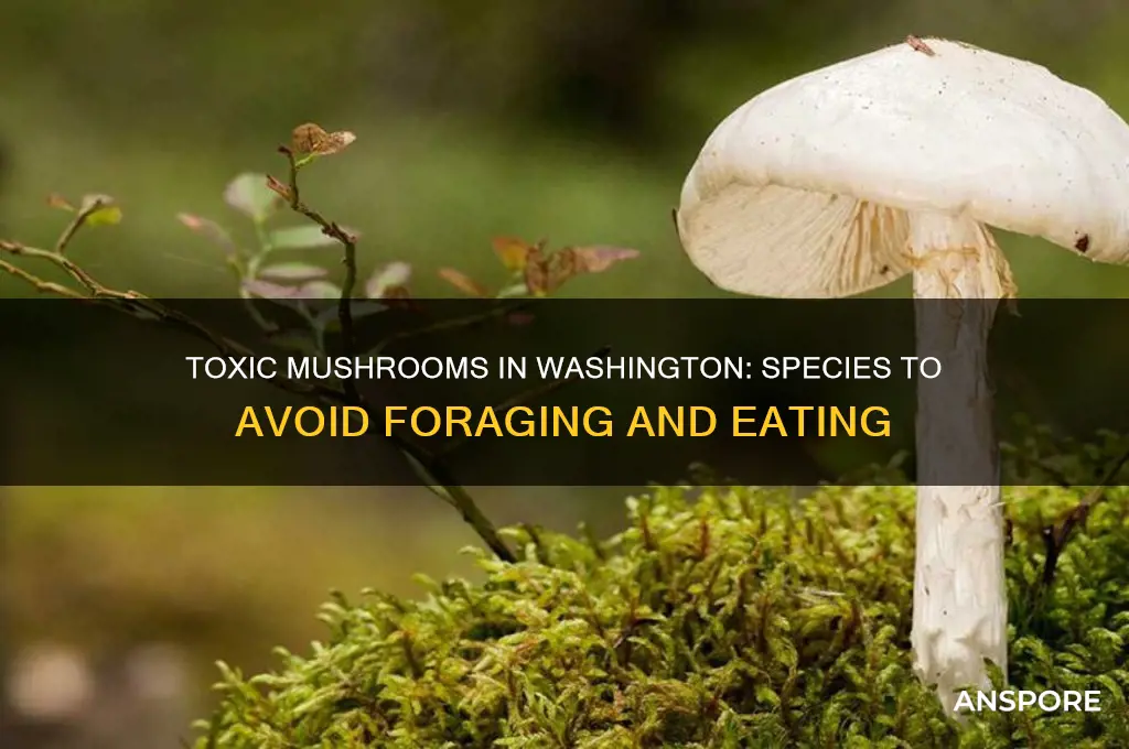 what mushrooms cant you eat in washington state