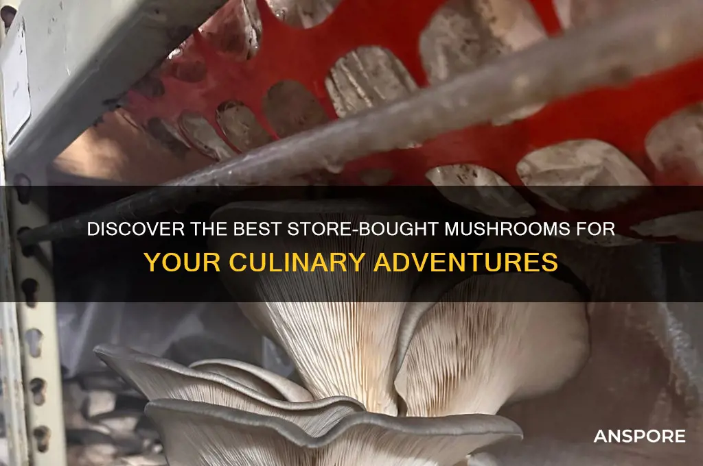 what mushrooms cna you buy in store