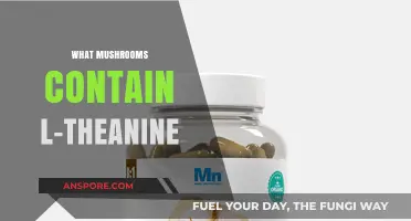 Mushroom Varieties with L-Theanine: A Natural Calm