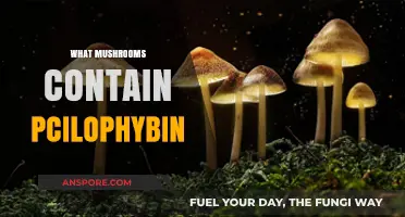 Magic Mushrooms: Psilophybin-Rich Varieties and Their Benefits