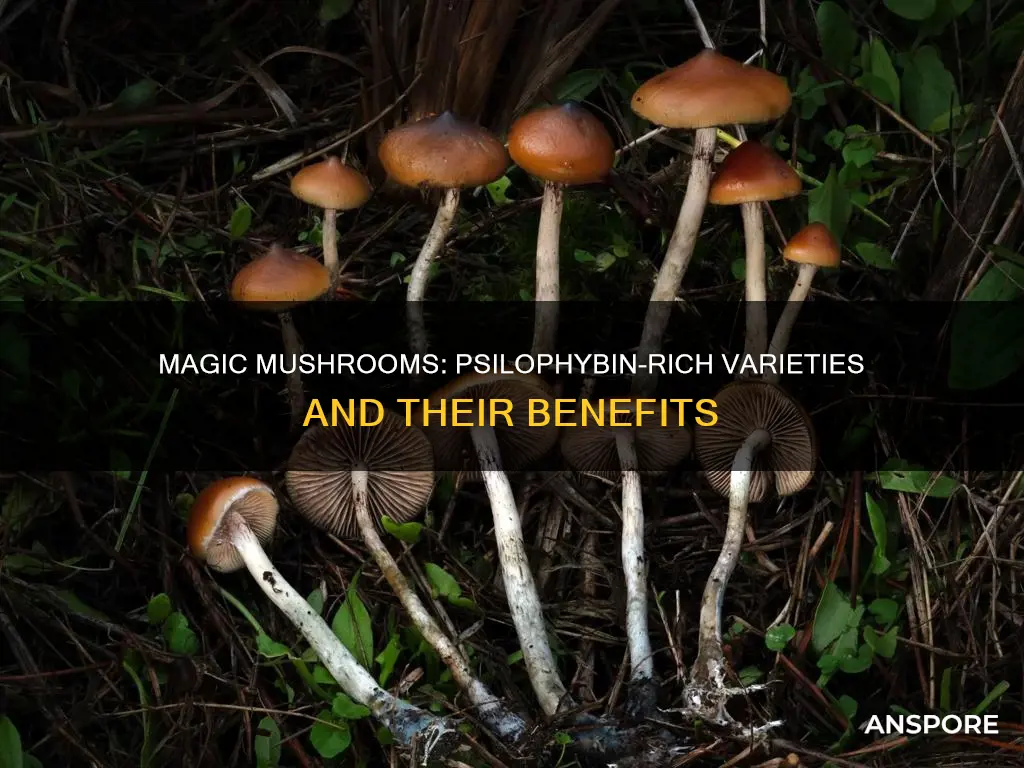 what mushrooms contain pcilophybin