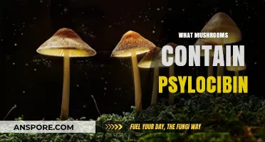 Magic Mushrooms: Which Species Contain Psilocybin?