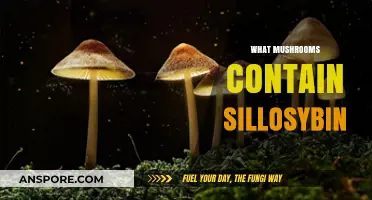 Mushroom Magic: Sillosybin-Rich Fungi Varieties