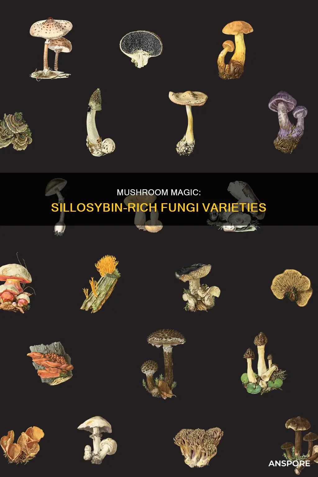 what mushrooms contain sillosybin