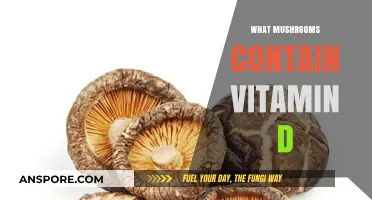 Mushroom Varieties Rich in Vitamin D