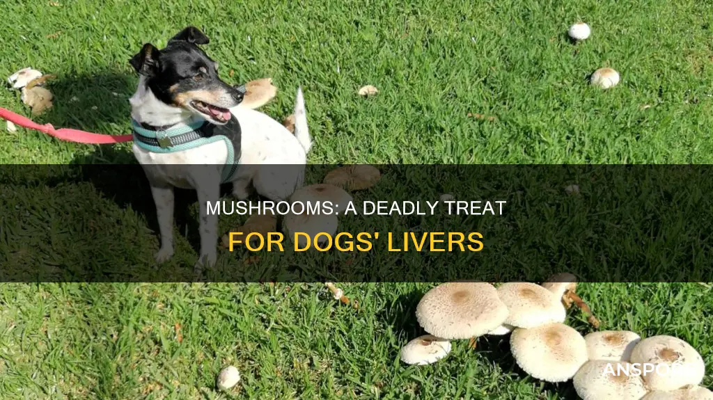 what mushrooms damage dogs liver
