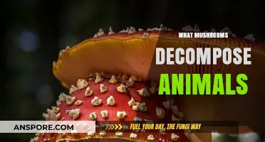 Mushroom Power: Nature's Decomposers for Animals