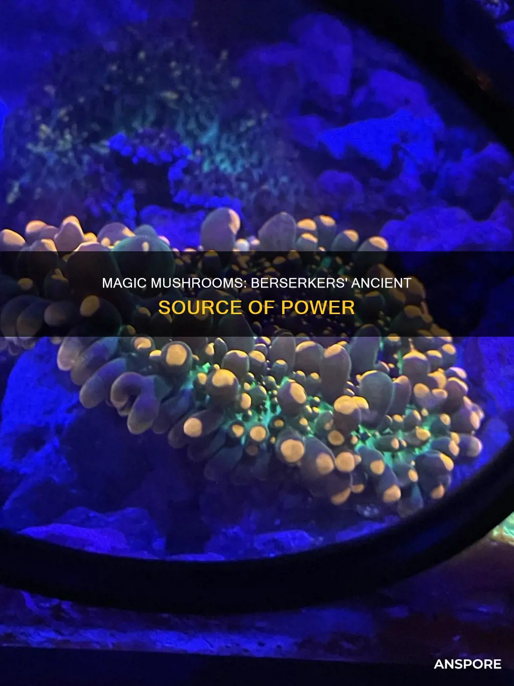 what mushrooms did berserkers take