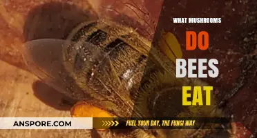 Unveiling the Surprising Connection: Mushrooms in Bees' Diet Explained