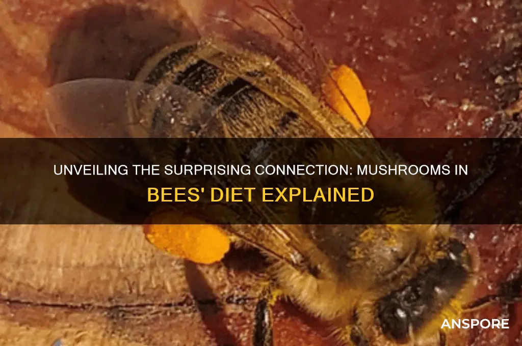 what mushrooms do bees eat