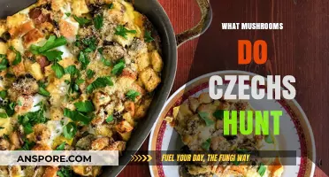 Mushroom Hunting in Czechia: What to Look For