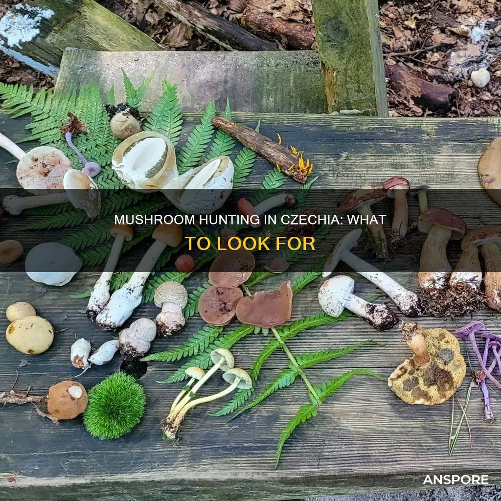 what mushrooms do czechs hunt