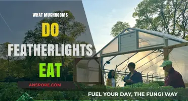 Featherlight Mushroom Diet: What Fungi Do These Creatures Consume?