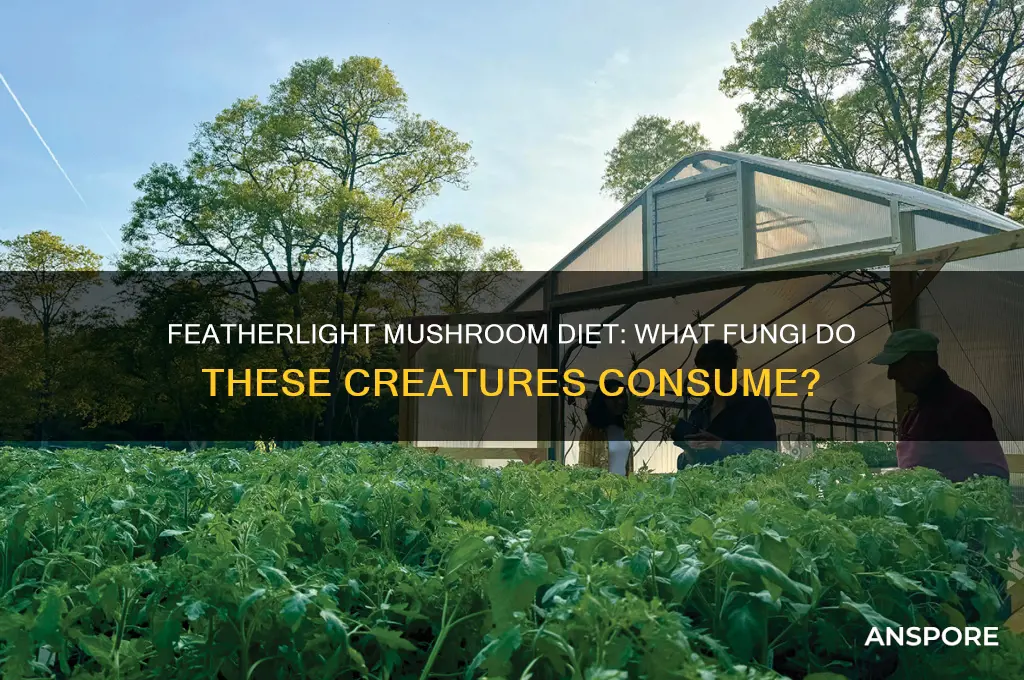 what mushrooms do featherlights eat