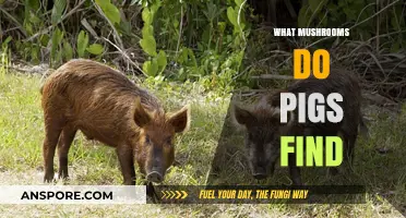Pigs' Favorite Fungi: Discovering the Mushrooms They Love to Forage