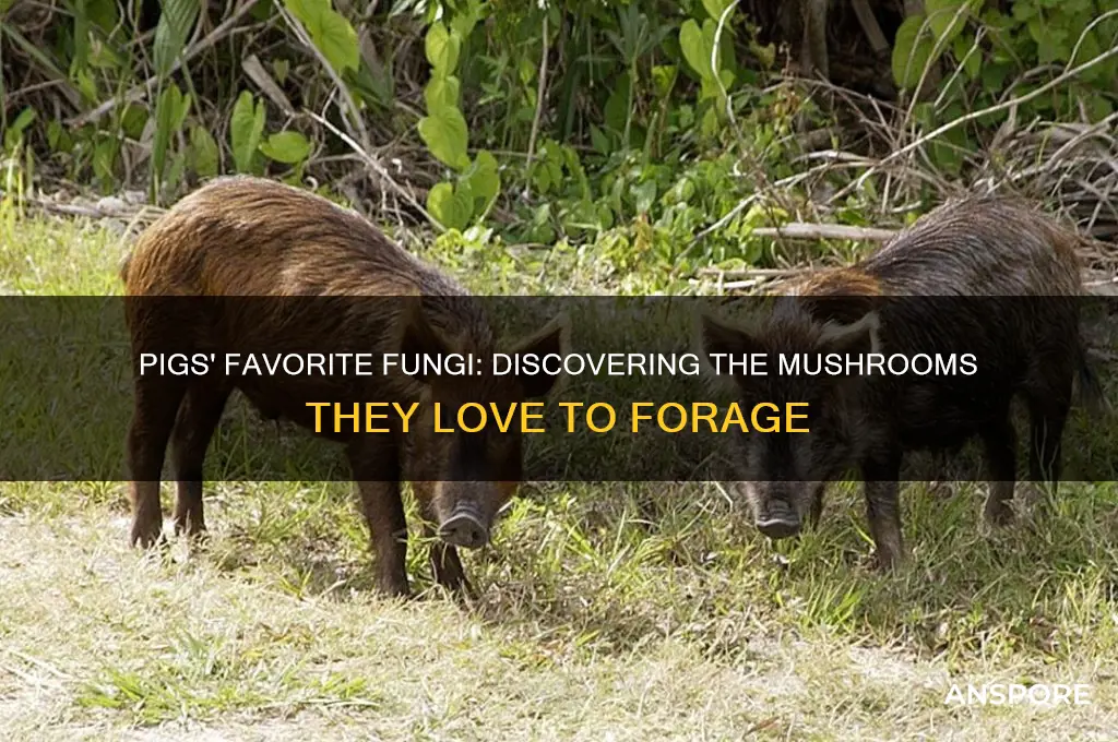 what mushrooms do pigs find