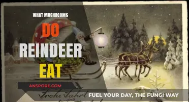 Reindeer's Favorite Fungi: Exploring the Mushrooms They Love to Eat