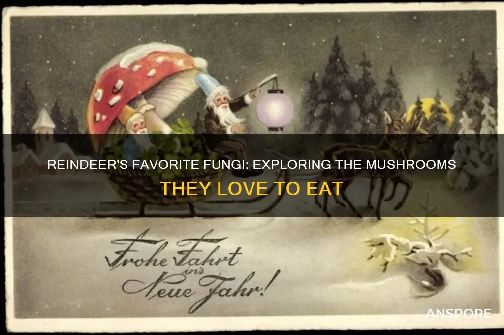what mushrooms do reindeer eat