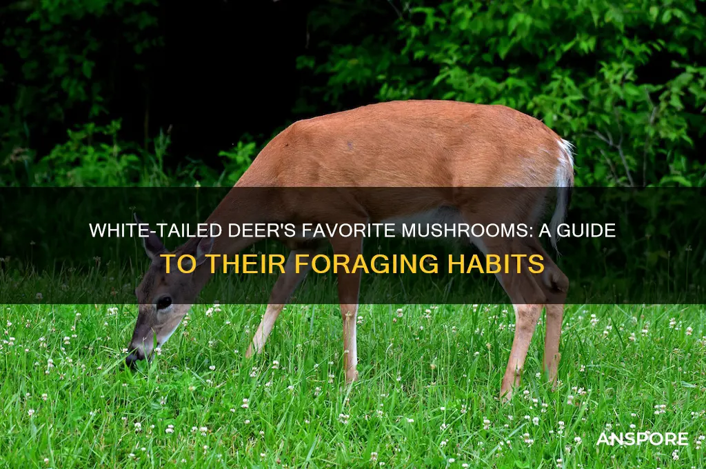 what mushrooms do white tailed deer eat
