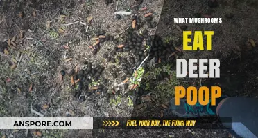 Deer Droppings and Fungi: Unveiling Mushrooms That Thrive on Poop