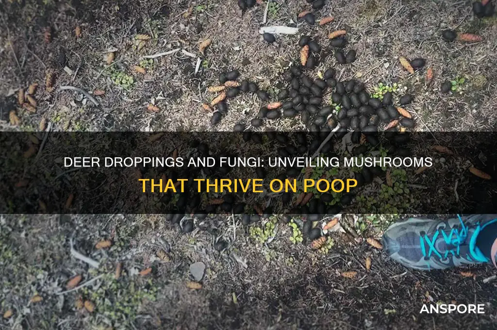 what mushrooms eat deer poop