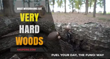 Mushrooms That Thrive on Hardwoods: Unveiling Nature's Toughest Decomposers
