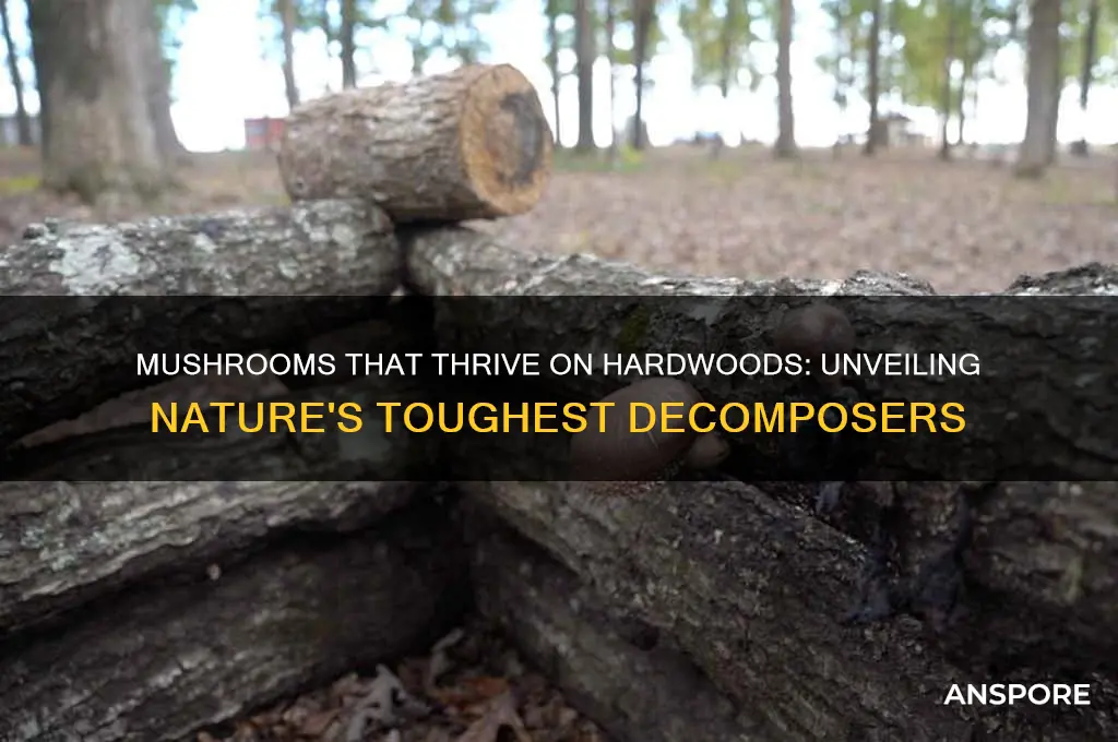 what mushrooms eat very hard woods