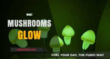 Glowing Mushrooms: Nature's Night Lights