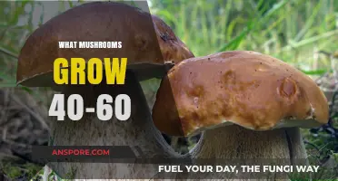 Discover Mushrooms Thriving in Temperate Zones: 40-60 Degrees Fahrenheit