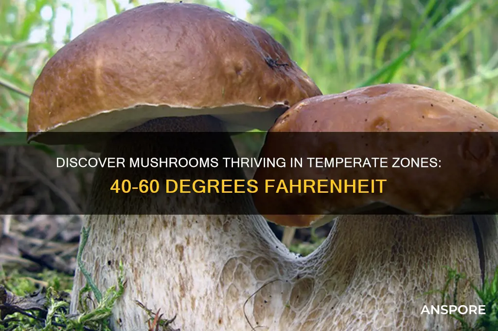 what mushrooms grow 40-60