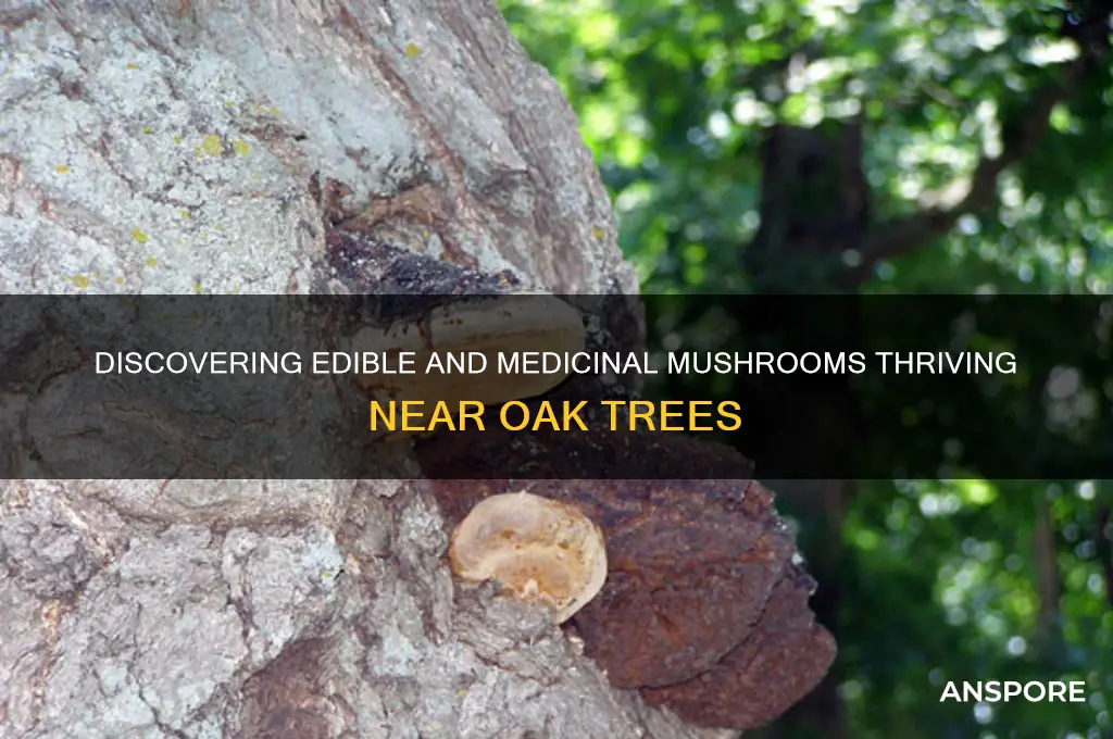 what mushrooms grow around oak trees
