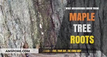 Maple Tree Root Mushrooms: Identifying Fungi Growing from Maple Roots