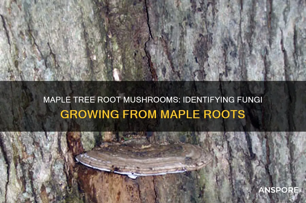 what mushrooms grow from maple tree roots