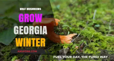 Winter Mushroom Foraging: Georgia's Cold-Weather Fungal Treasures Unveiled