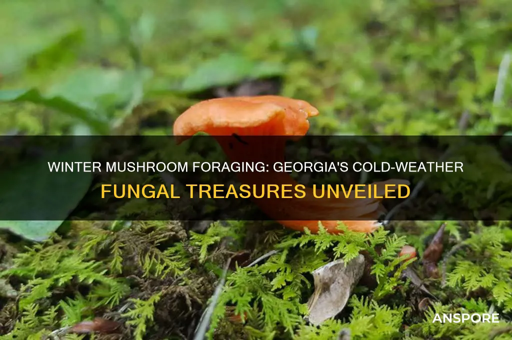 what mushrooms grow georgia winter