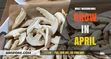 Spring's Bounty: Discovering Mushrooms That Thrive in April's Forests