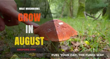 August's Mushroom Harvest: Discover What Fungi Thrive in Late Summer
